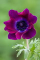 Grecian Windflower,Spanish marigold,dağ lalesi,Hollandia Poppy,De Caen Group